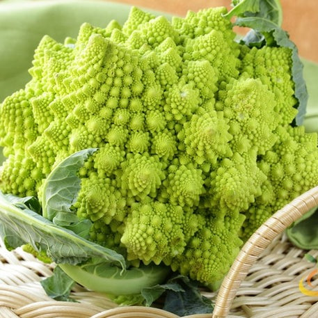 Broccoli - Romanesco Italia - SeedsNow.com