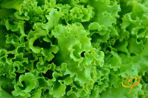 Lettuce - Salad Bowl, Green.