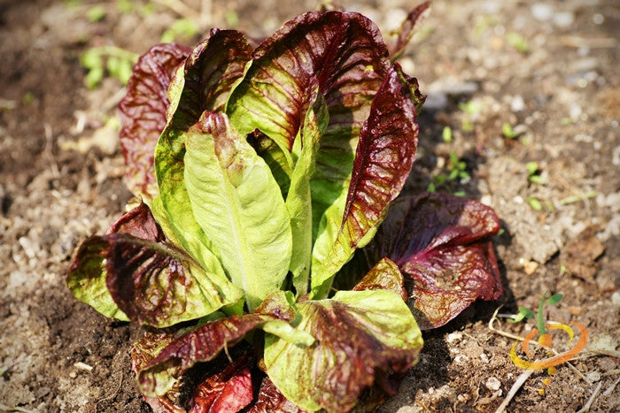 Lettuce - Romaine, Red.