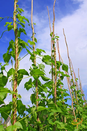 Bean (Pole) - Kentucky Wonder, Brown.