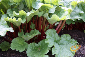 Crimson Cherry Rhubarb root from SeedsNow-Rhubarb, fresh and earthy with reddish stems and large green leaves.