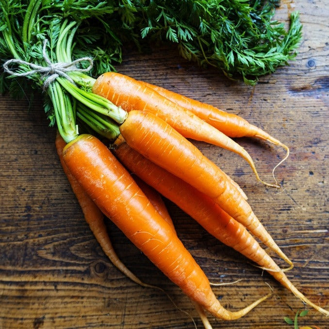 Carrot - Danvers, 7" Long