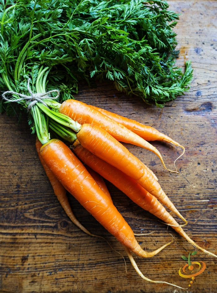Carrot - Danvers, 7" Long.