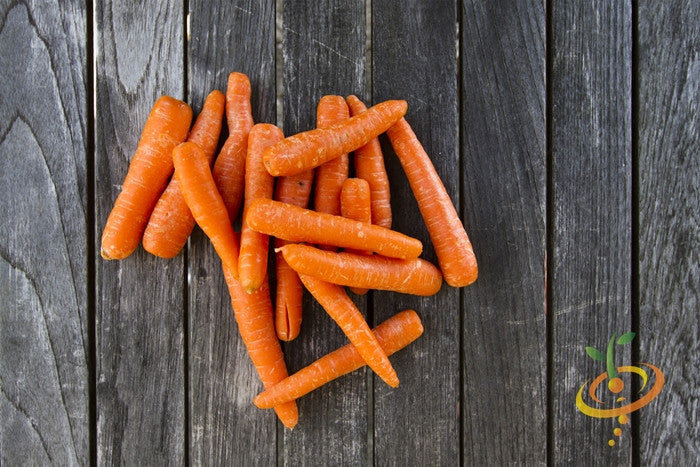 Carrot - Kuroda, 8" Long.