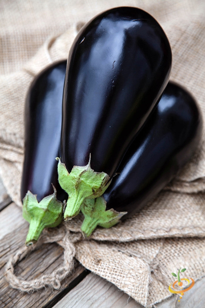 Eggplant - Blackbeauty.