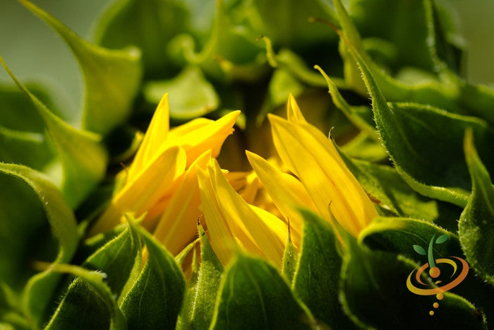 Sunflower - Sungold, Dwarf Sunspot.