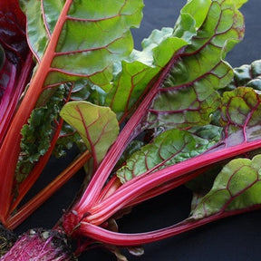 Swiss Chard Magenta Sunset Seeds | Bright, Healthy & Easy to Grow