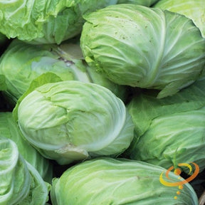 Fresh green heads of Charleston Wakefield cabbage closely packed together