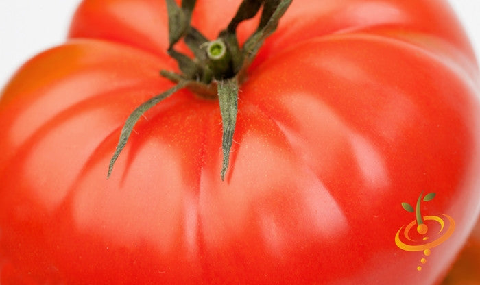 Tomato - Homestead [DETERMINATE].