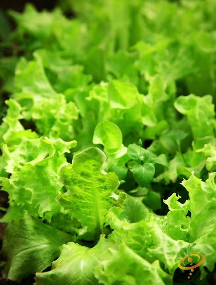 Lettuce - Salad Bowl, Green.