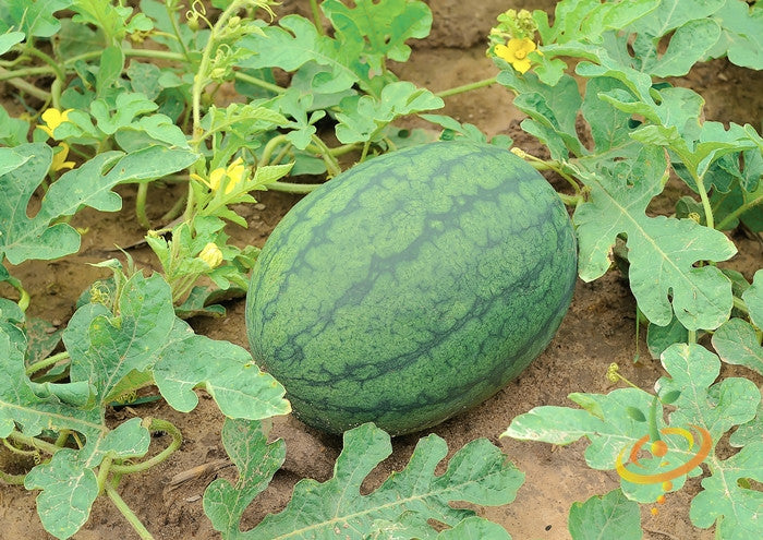 Watermelon - All Sweet.