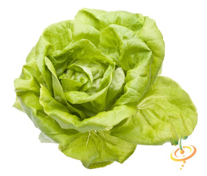 Lettuce - Summer Bibb.