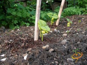 Bean (Bush) - Kentucky Wonder, White.