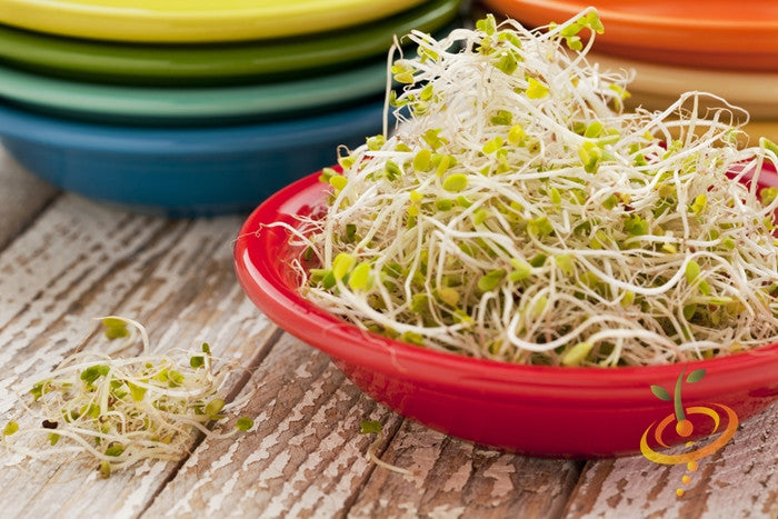 Sprouts/Microgreens - Broccoli.