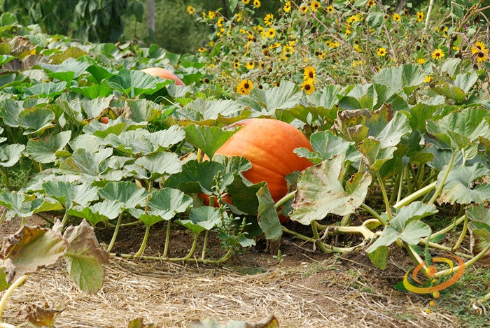 Pumpkin - Big Max.