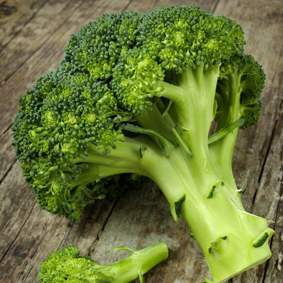Broccoli - Di Cicco - SeedsNow.com