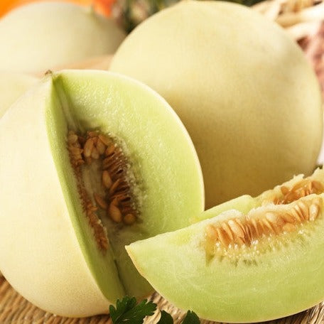 Melon (Honeydew) - Green Flesh - SeedsNow.com