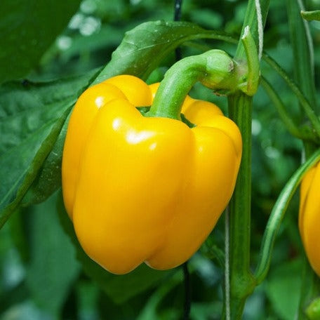 Pepper (Sweet) - Sunbright Yellow - SeedsNow.com