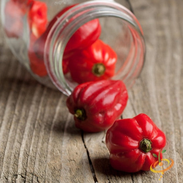 Pepper (Hot) - Habanero, Red Caribbean 🔥🔥🔥🔥🔥 - SeedsNow.com
