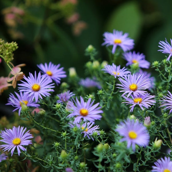 Flowers - Aster, Smooth Blue