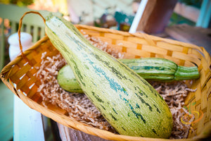 Squash (Summer) - Caserta.