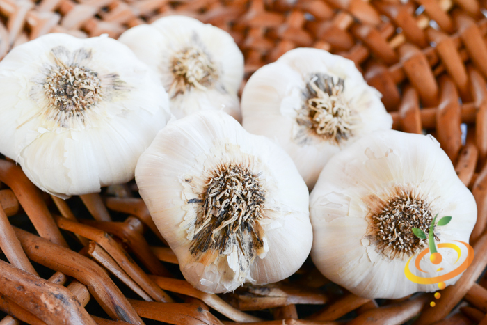 Garlic - (Soft Neck) Early Purple Italian (Organic) *PRE-ORDER* - SeedsNow.com