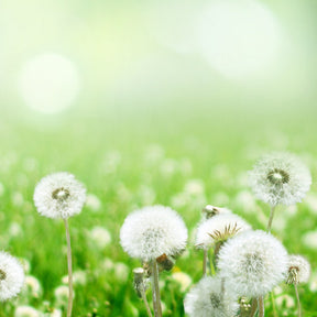 Dandelion flower seeds from SeedsNow.com, showing small, fluffy seed heads ready for planting in a natural setting.