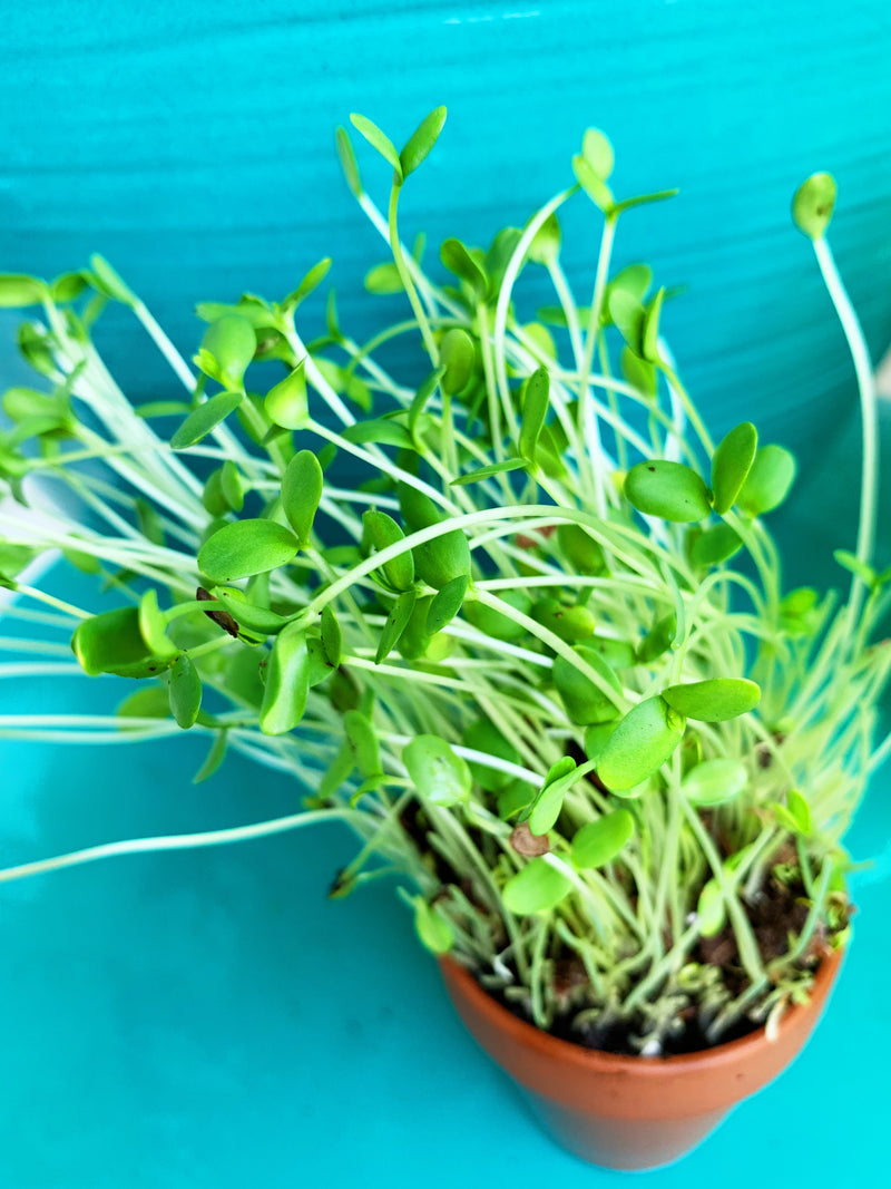 Sprouts/Microgreens - Flax (brown)