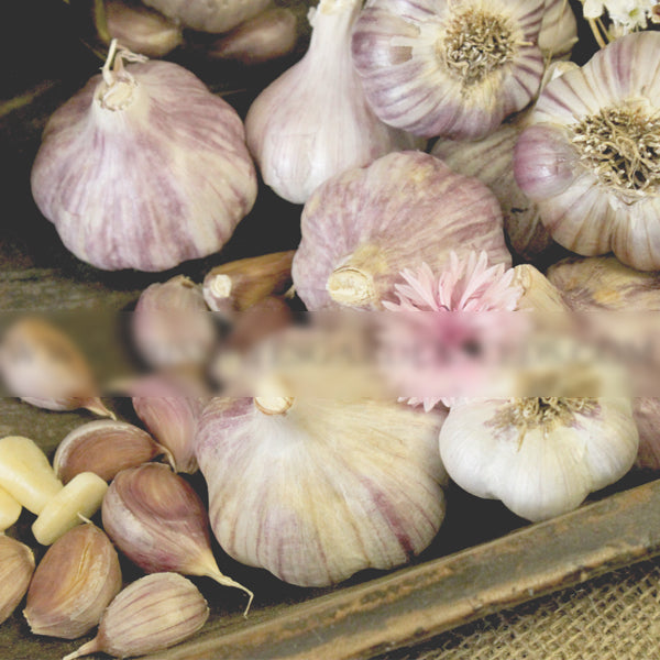 Garlic - (Hard Neck) Spanish Roja - SeedsNow.com