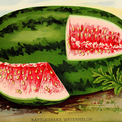 Watermelon - Georgia Rattlesnake - SeedsNow.com