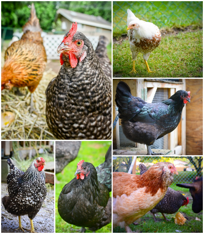 All-in-One Chicken Garden Variety Pack