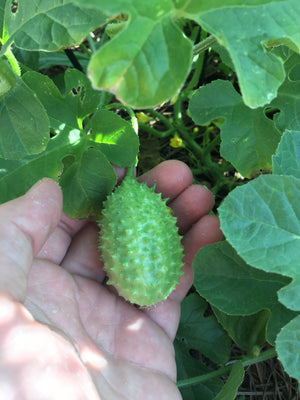 Cucumber - Cucamelon, West Indian Burr Gherkin - SeedsNow.com