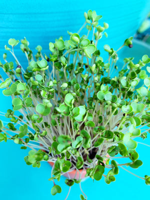 Sprouts/Microgreens - Kale, Green Curly - SeedsNow.com