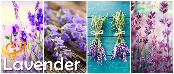 Lavender Vera, English Herb.