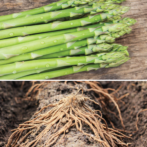 Asparagus (Crowns/Roots) - Millennium (Organic)