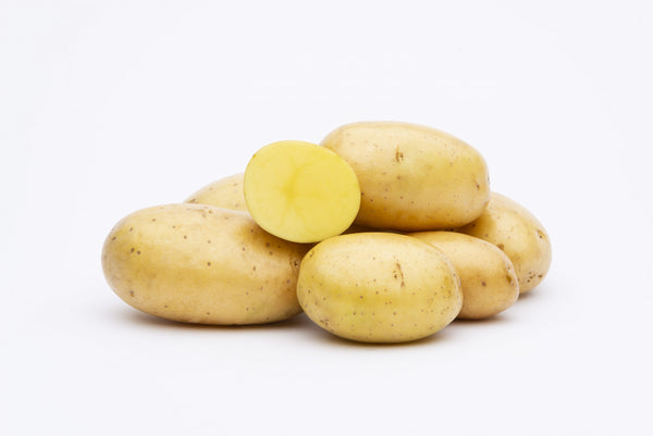 Potato (Mid-Season) - Montana - SeedsNow.com