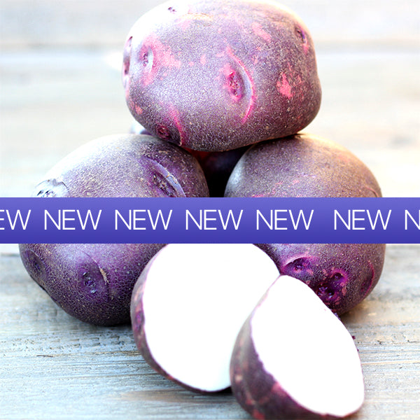 Potato (Early-Season) - Purple Viking (ORGANIC)
