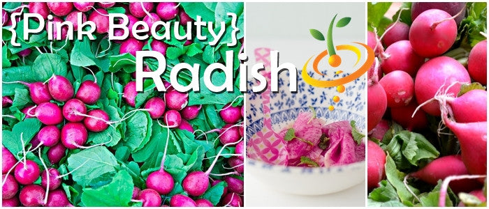 Radish - Beauty, Pink.