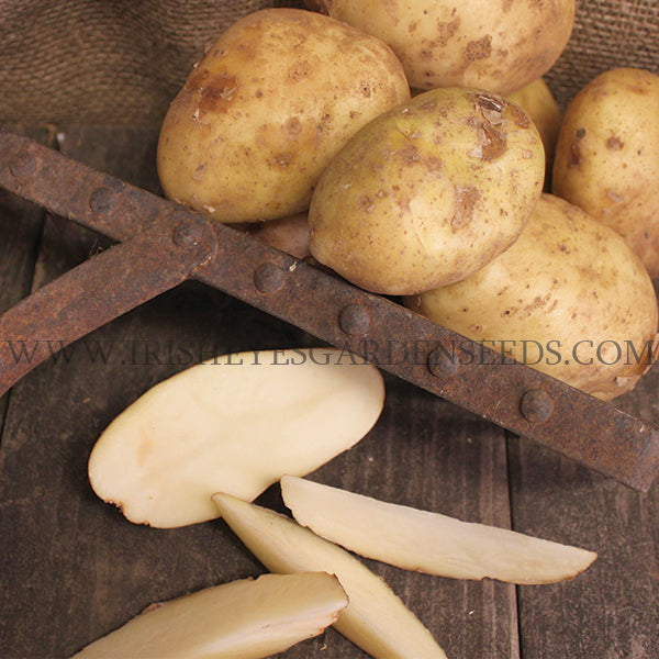 Potato (Mid-Season) - Kennebec - SeedsNow.com