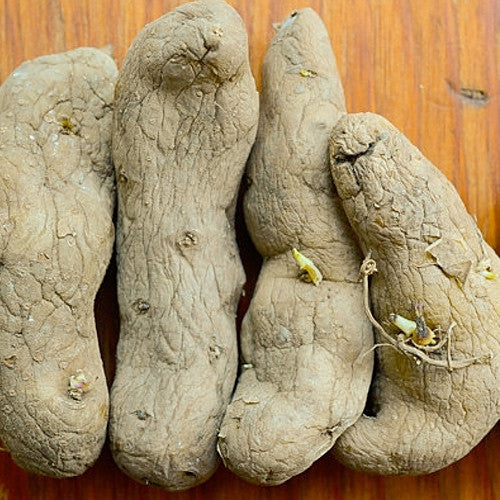 Potato, Fingerling (Late-Season) - Austrian Crescent (Organic/Heirloom) - SeedsNow.com