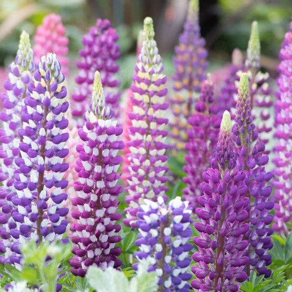 Flowers - Lupine, Russell Mix