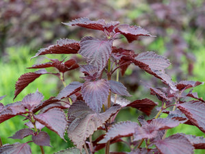 Shiso, Red (Perilla Leaf, Japanese Basil) - SeedsNow.com