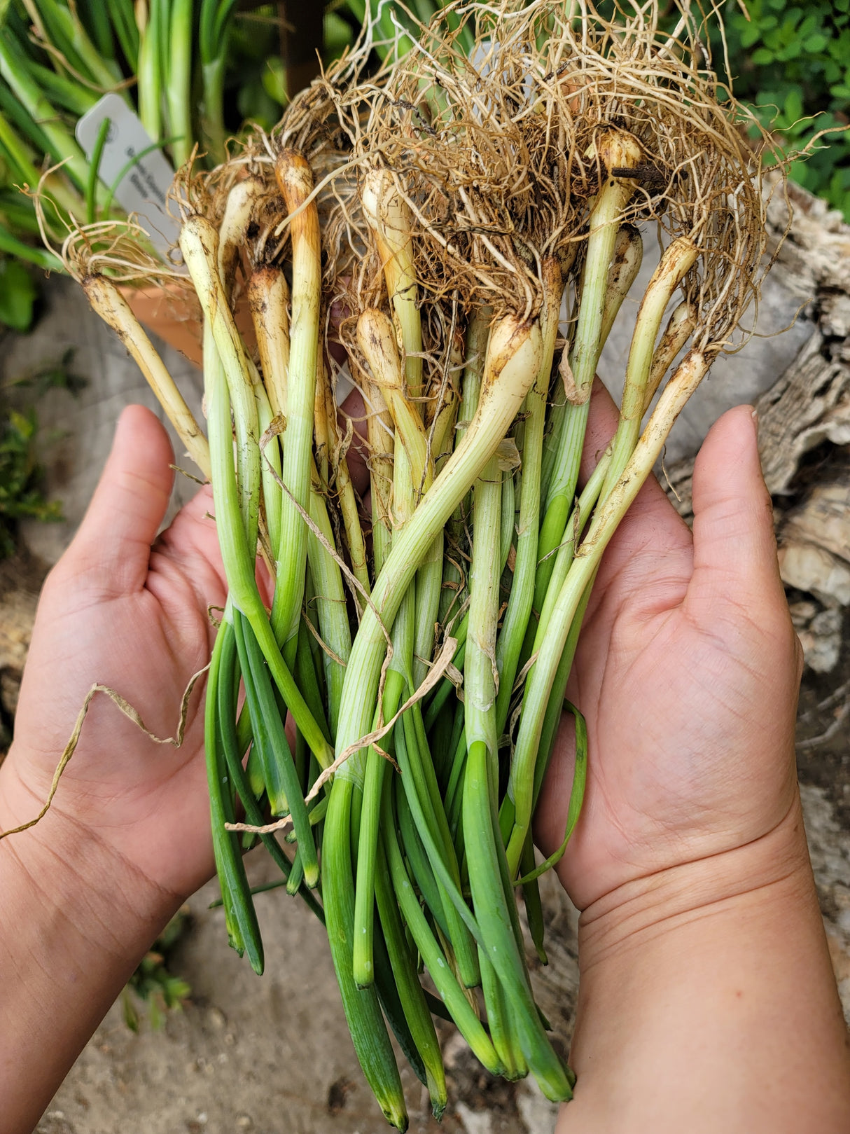 Onion (Transplants) - OG Borettana Cipollini (Long Day) - SeedsNow.com