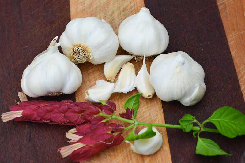 Garlic - (Soft Neck) Italian Late *PRE-ORDER*