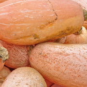 Squash (Winter) - Banana, Pink JUMBO - SeedsNow.com