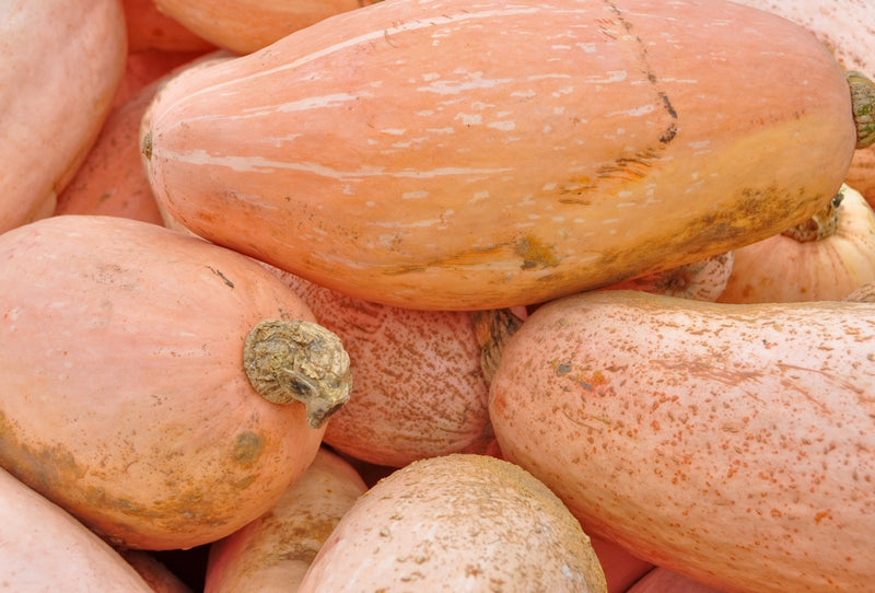 Pink banana winter squash with jumbo SeedsNow seeds, showing ripe squash with pink skin and distinctive shape.