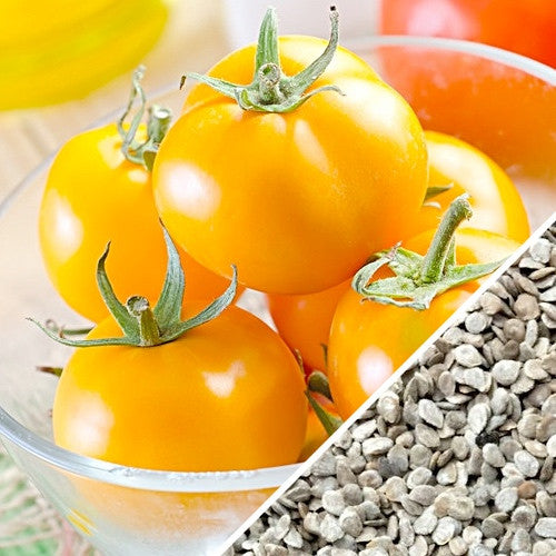 Tomato - Jubilee [INDETERMINATE].