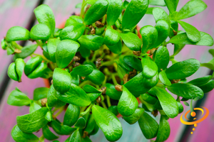 Sprouts/Microgreens - Fenugreek - SeedsNow.com