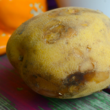 Potato (Early-Season) - Yukon Gold (ORGANIC) - SeedsNow.com