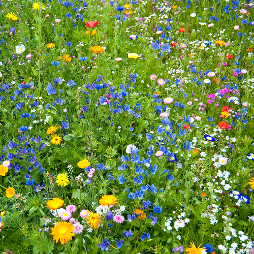 Wildflowers - All Annual Scatter Garden Seed Mix